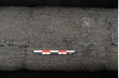 Foto (Detailansicht) von Calamites communis Ettingshausen (NHMW-GEO-2024-0188-10968)